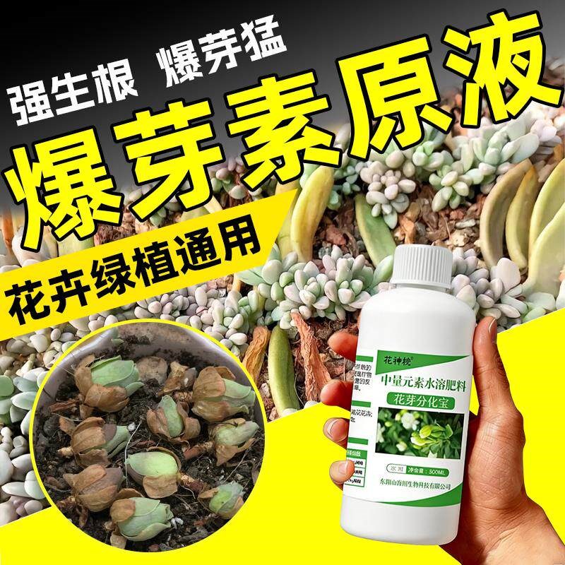 爆芽素原液植物催芽剂三角梅蝴蝶兰多肉矮胖素爆芽增色生根营养液