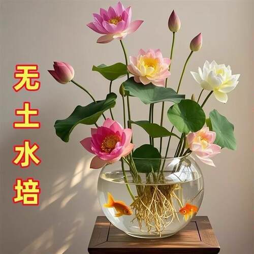 水培碗莲种籽子四季睡莲荷花水养植物种藕缸养盆栽铜钱草草籽种孑