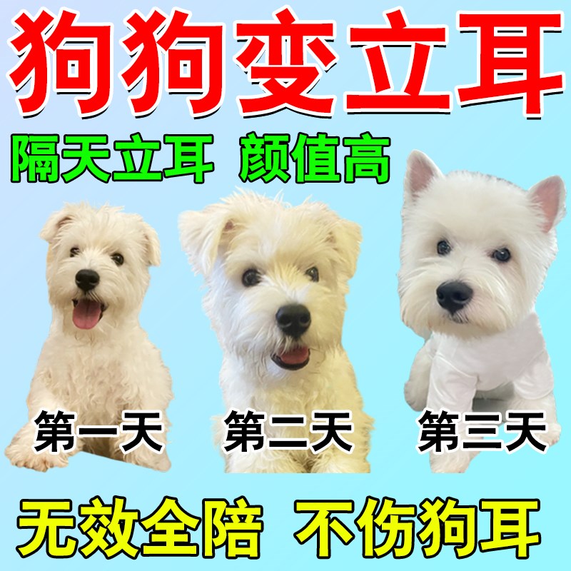 西高地专用立耳神器立耳胶带柯基边牧田园犬竖耳辅助耳朵固定器狗