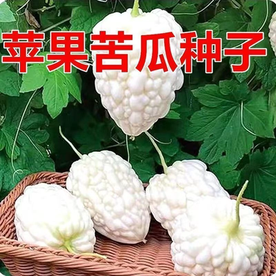 苹果苦瓜种子高产白玉苦瓜种籽生吃不苦春天阳台家庭种植蔬菜种子