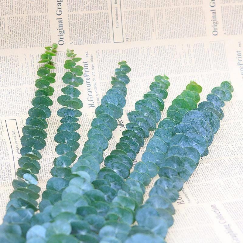 Eucalyptus leaf dry flower bouquet of green plant