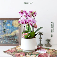 带花发出 特级紫粉色蝴蝶兰花真花室内花卉盆栽植物 好养长花期