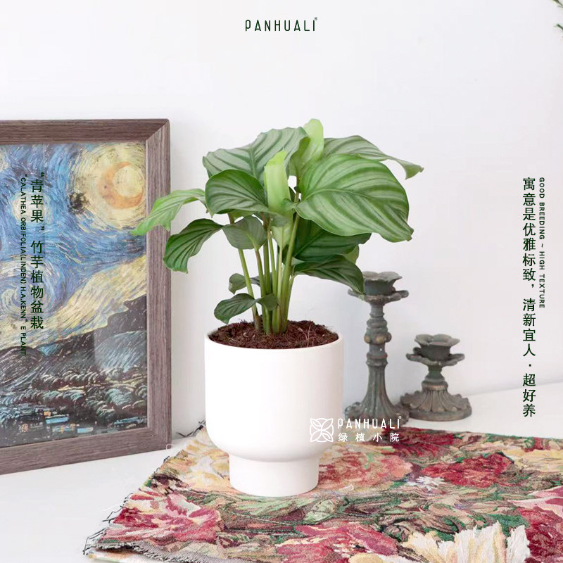 青苹果植物室内桌面绿植超好养