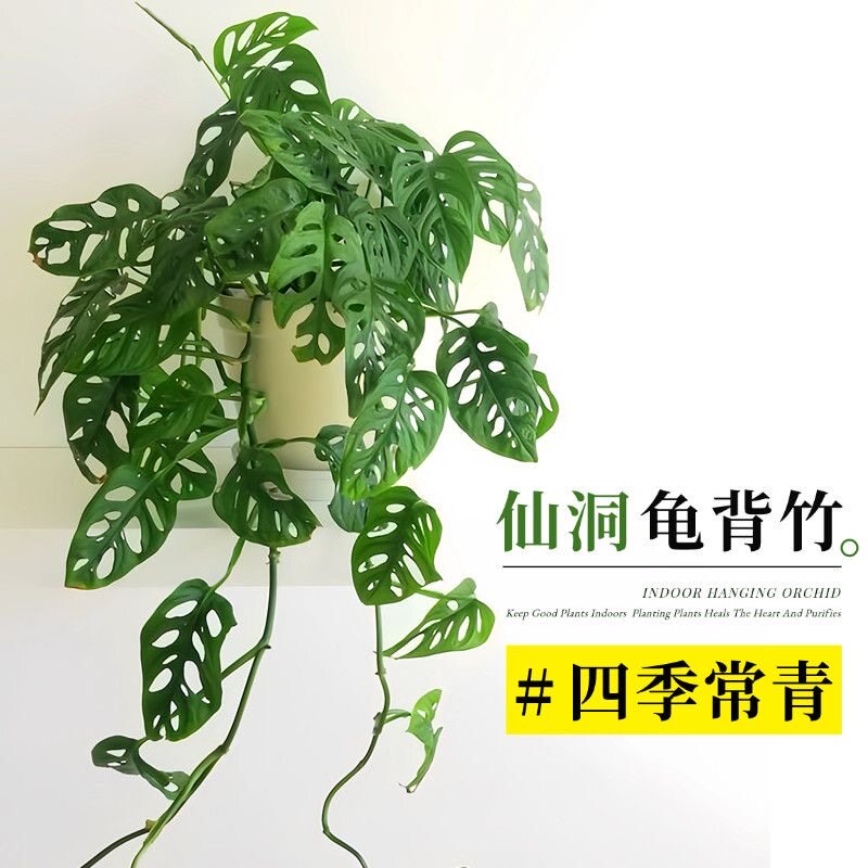 米歇尔仙洞龟背竹多孔洞洞芋垂藤爬藤耐阴水培办公室内盆栽除甲醛图片