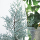 树种生长迅速阳台庭院花园乔木 蓝冰柏 圣诞树耐极寒冬季 暖暖半岛