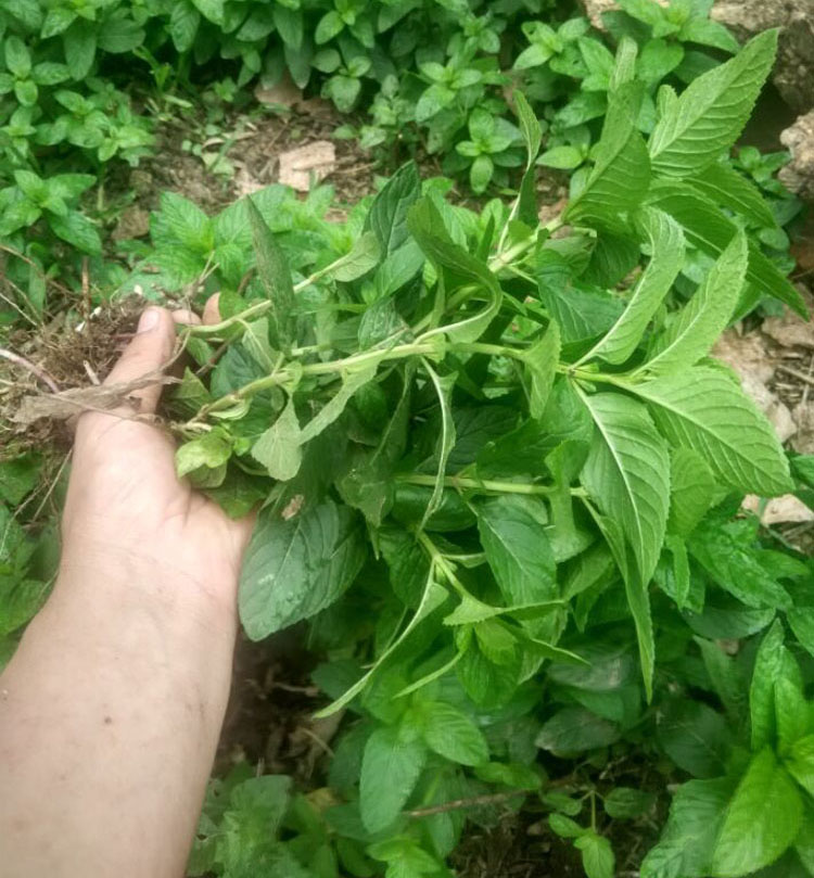 易活花种室内食用绿植物薄荷苗