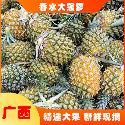 广西香水菠萝现摘大果香甜多汁