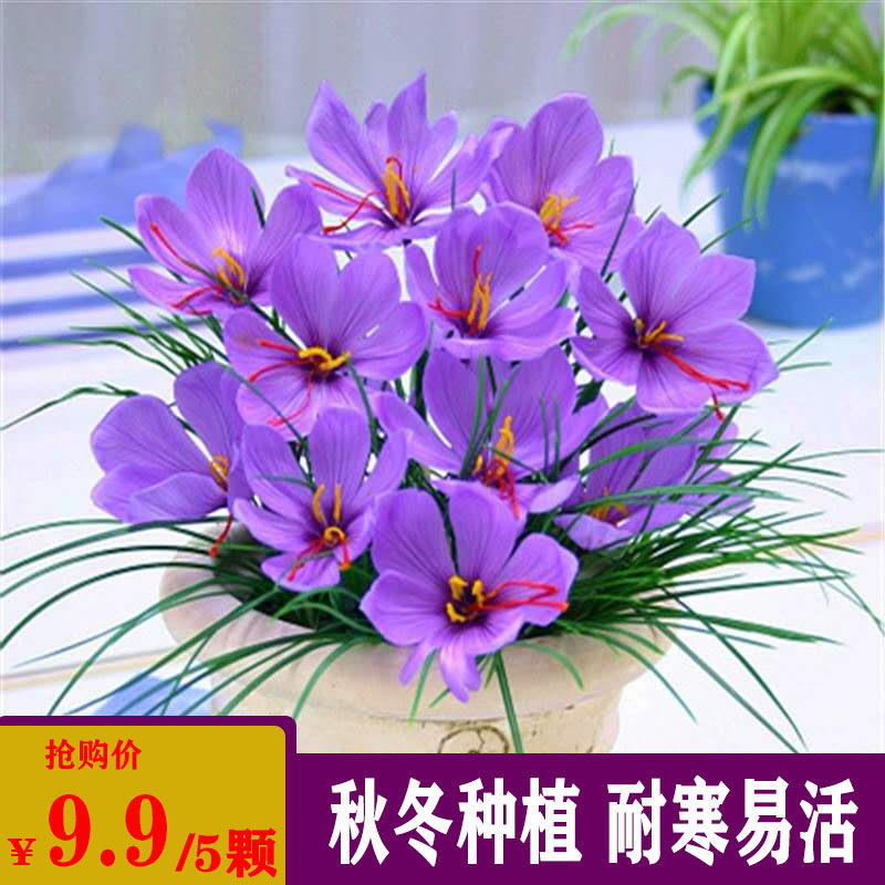 番红花种球可食用药用藏红花苗四季庭院室内阳台盆栽地栽冬季开花