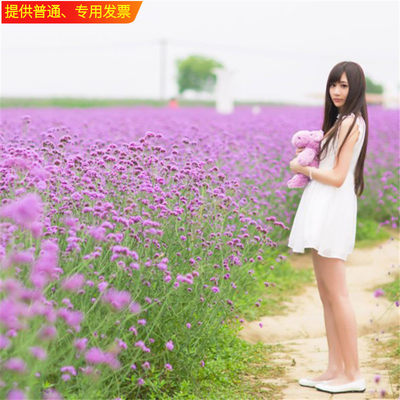 柳叶马鞭草种子多年生宿根草花种子景观绿化花海婚纱摄影观花种子 环球林业企业店 淘优券