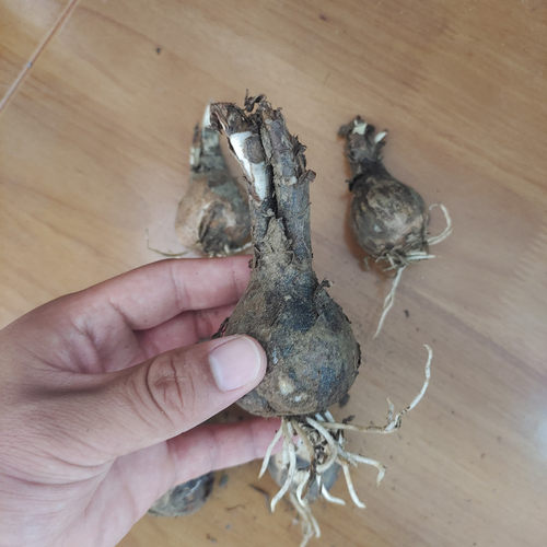 彼岸花种球大多少钱 彼岸花种球大价格 小麦优选