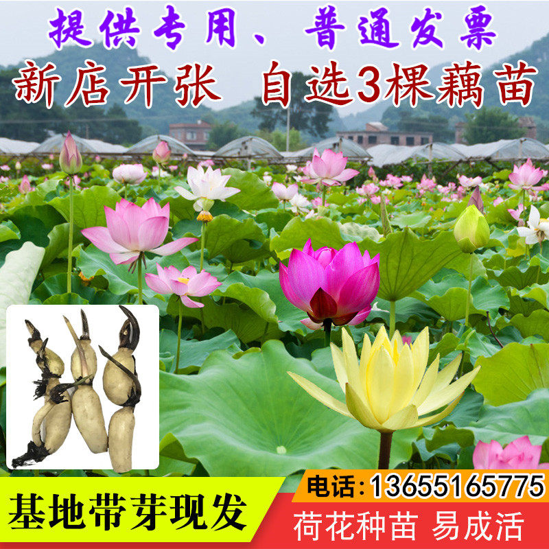 四季种子食用水养莲藕观赏荷花