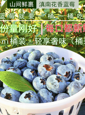 蓝莓 高山鲜摘蓝莓 单人mini桶 云南蓝莓 l25 追剧伴侣