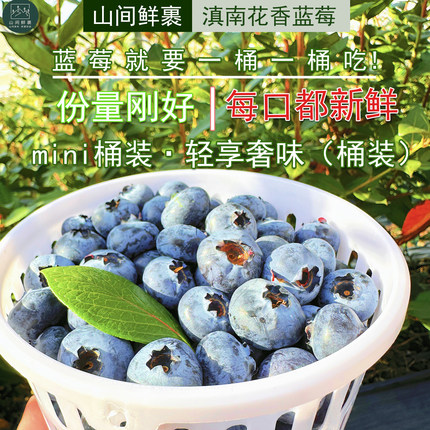 蓝莓 高山鲜摘蓝莓 单人mini桶 云南蓝莓 l25 追剧伴侣
