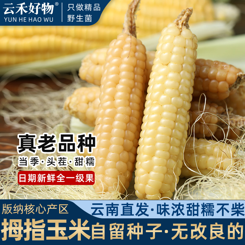 全一级拇指玉米云南版纳老品种