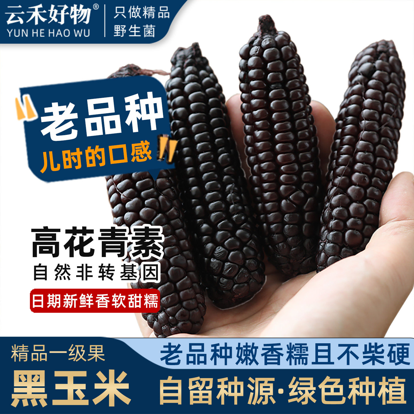 西双版纳紫黑糯拇指玉米全一级果