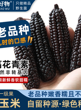 西双版纳手指玉米甜糯新鲜云南拇指小糯玉米旗舰店黑紫糯母指宝宝