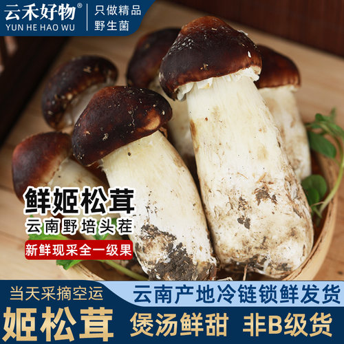 新鲜姬松茸云南旗舰店当天采摘