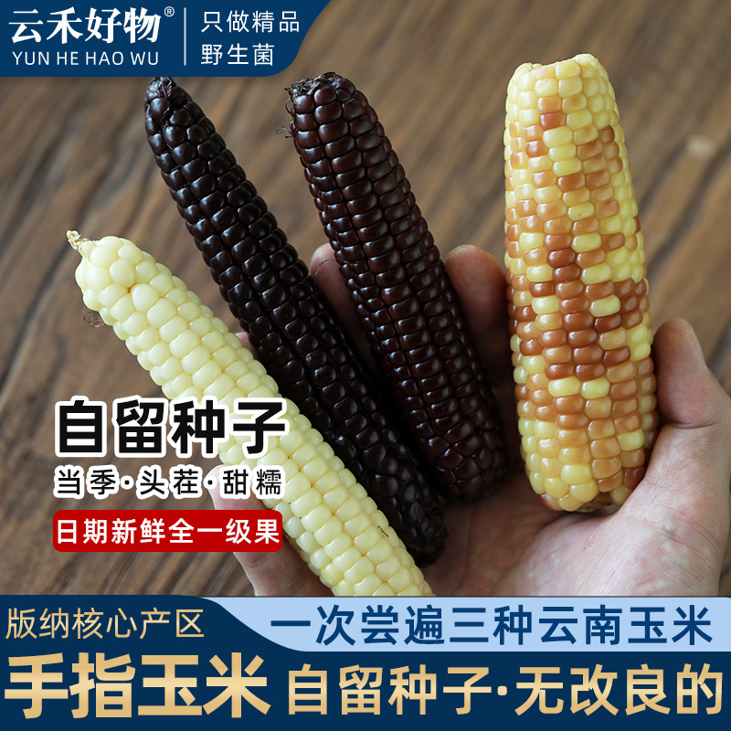 一次尝3种玉米老品种云南版纳
