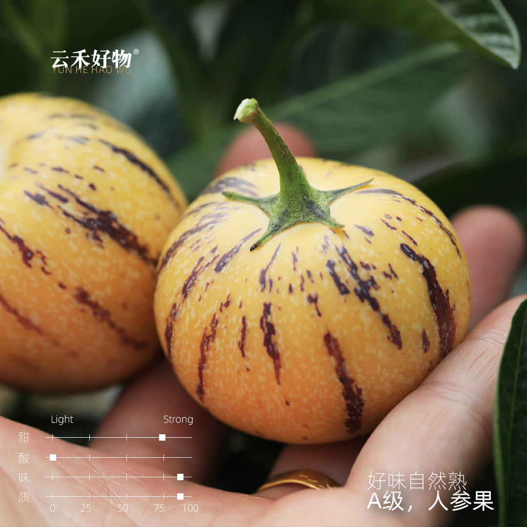 一级大果云南人参果树上熟黄心