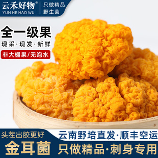 新鲜金耳菌云南金耳黄耳半野生黄金木耳金银耳活银耳黄耳菌黄木耳