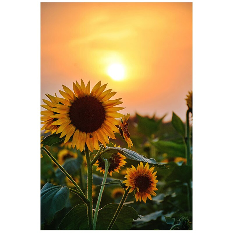 向日葵装饰壁画风景花卉现代简约B自粘墙面贴画壁纸贴纸房间装饰图片