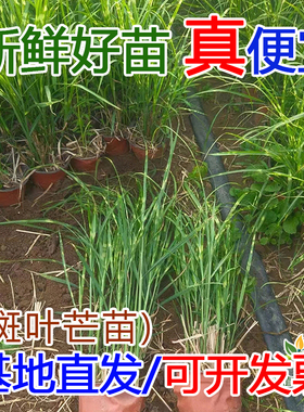 斑叶芒草花苗多年生宿根地被花叶芒草别墅庭院花园花镜绿化工程苗