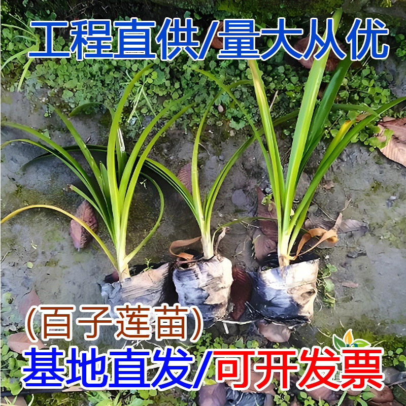 百子莲花苗多年生宿根地被草花花园花镜别墅庭院绿化工程花苗批发