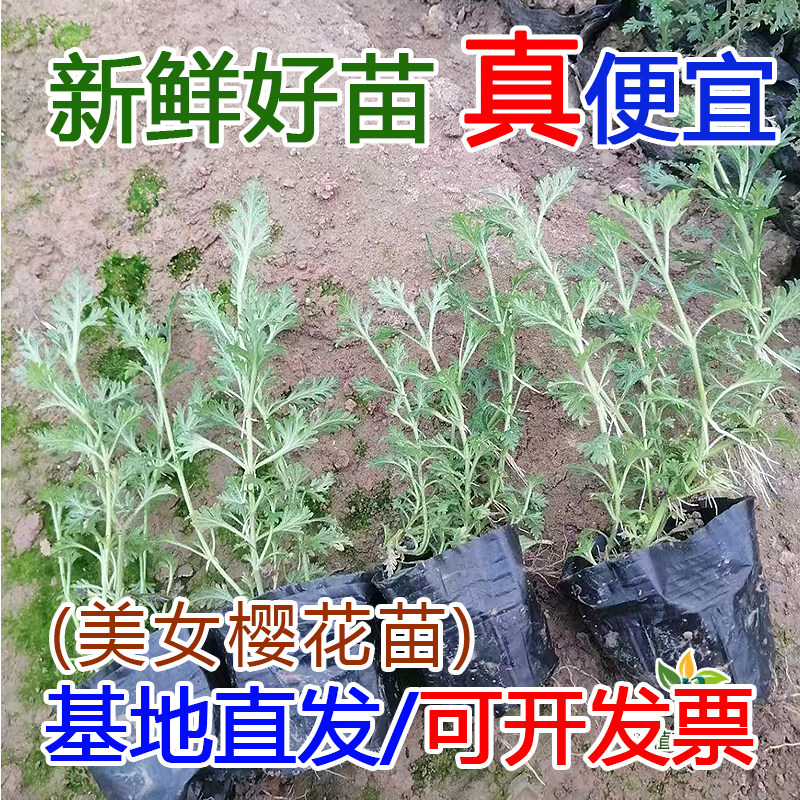 美女樱地被工程苗耐旱好养