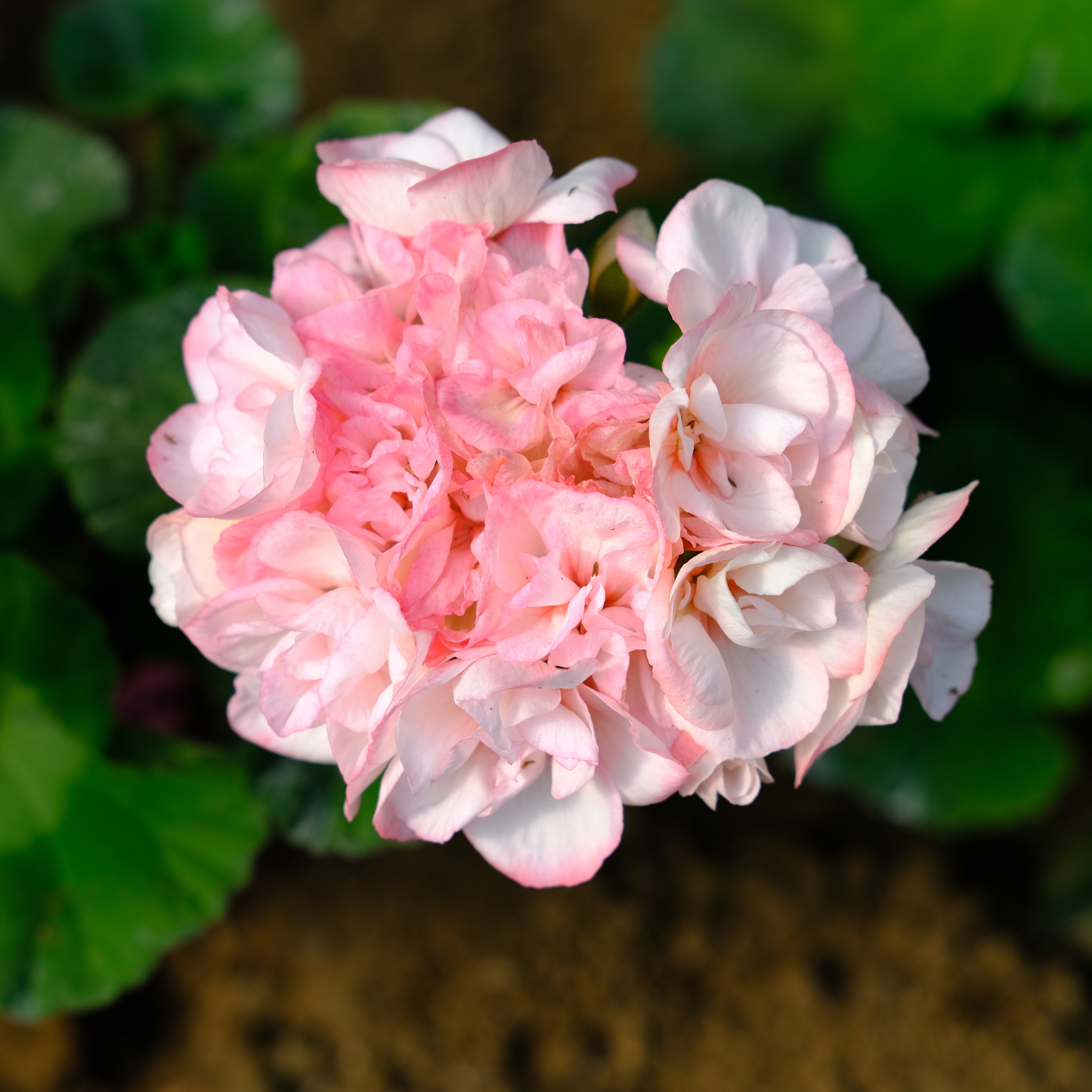 高地棉花糖 直立天竺葵花苗重瓣度大花球包对版雀园天竺葵