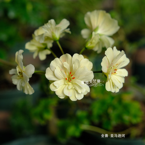 亚马逊河 兽系天竺葵 黄色重瓣大花 雀园天竺葵