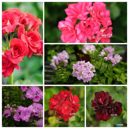 糖果粉汤米黑玫瑰垂吊天竺葵蔓天包对版小天花苗四季盆栽阳台花