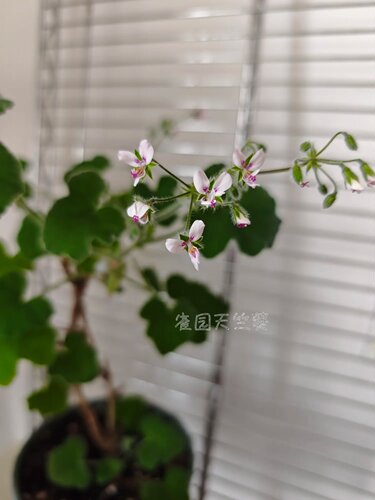 薄荷洋葵 绒毛洋葵 香叶天竺葵 芳香驱蚊 雀园天竺葵