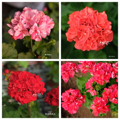 红色系直立天竺葵重彩游行包法利夫人肯尼
