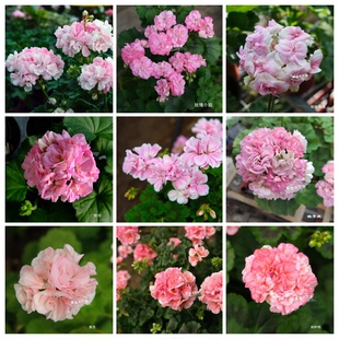 粉色系直立天竺葵花苗童话故事玫瑰小姐索芬珍珠鲑鱼鸡西蒙比尔