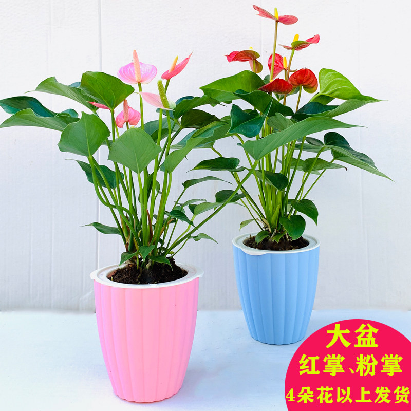 红掌植物室内盆栽粉掌水培花卉客厅好养四季开花带花发货绿植盆景