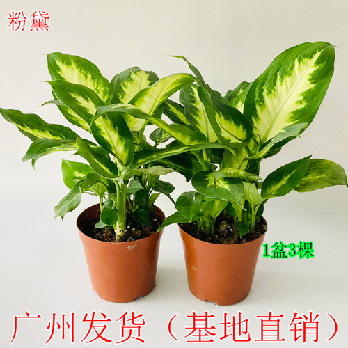 粉黛万年青盆栽室内植物吸甲醛