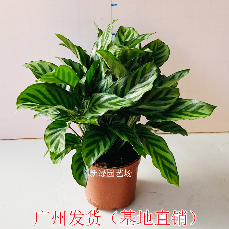 翠叶竹芋盆栽室内客厅办公室桌面四季常青植物吸甲醛净化空气绿植