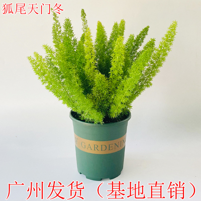 狐尾天门冬盆栽植物阳台庭院花园
