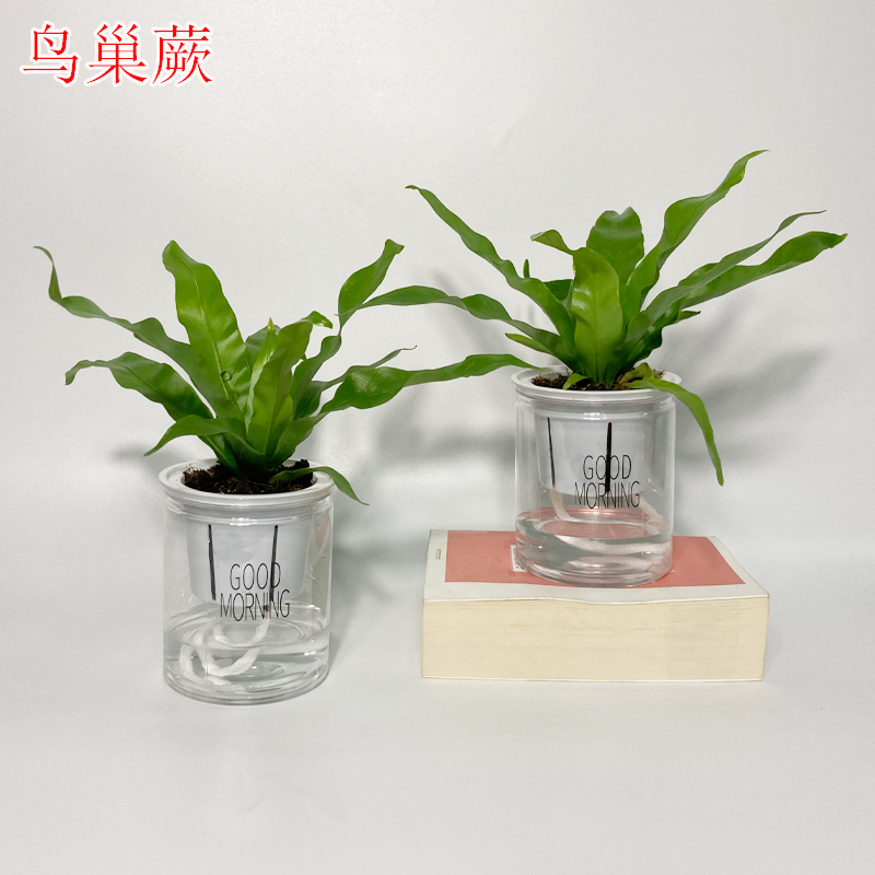 鸟巢蕨盆栽室内蕨类阔叶植物客厅办公桌面净化空气除甲醛观叶绿植