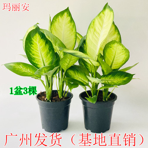 玛丽安盆栽室内彩叶植物