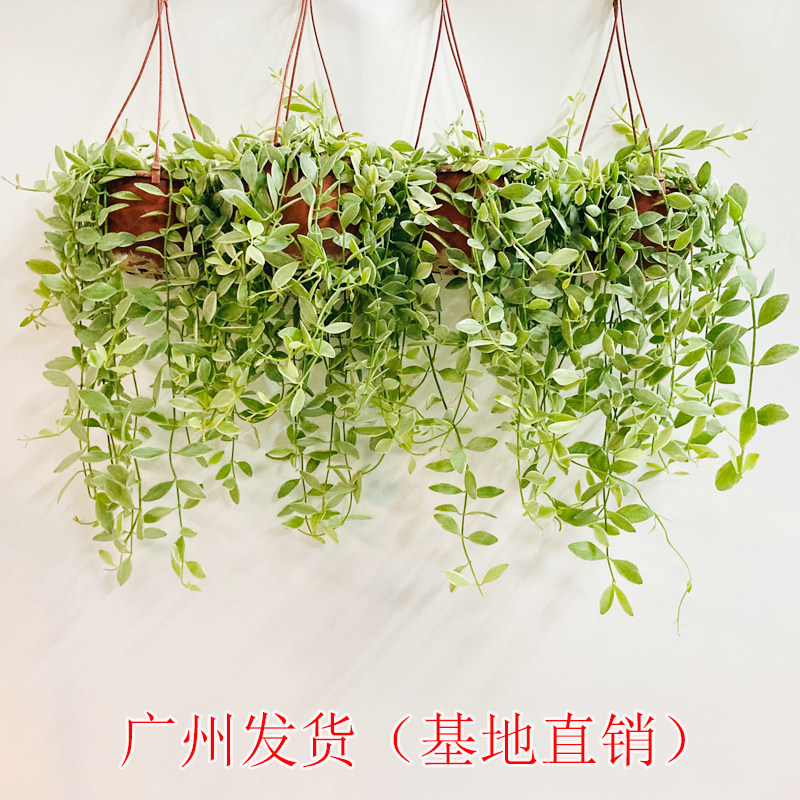 金边翡翠吊兰盆栽室内多肉植物阳台垂吊长藤绿植四季常青吸甲醛花