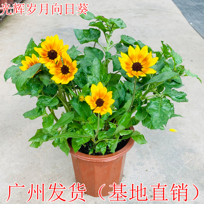 光辉岁月向日葵盆栽阳台庭院花卉