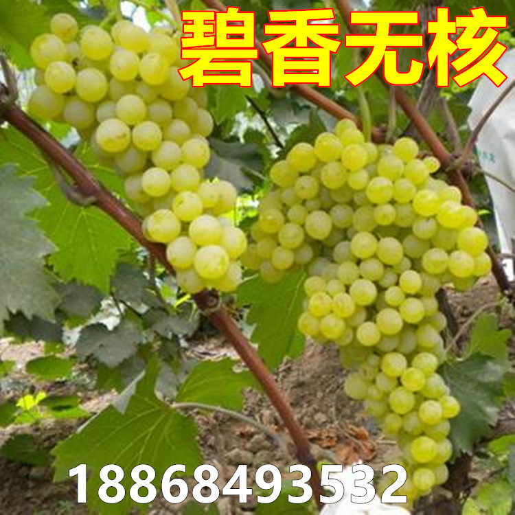 嫁接葡萄苗超早熟葡萄苗 碧香无核葡萄 盆栽地栽果树苗无核葡萄树