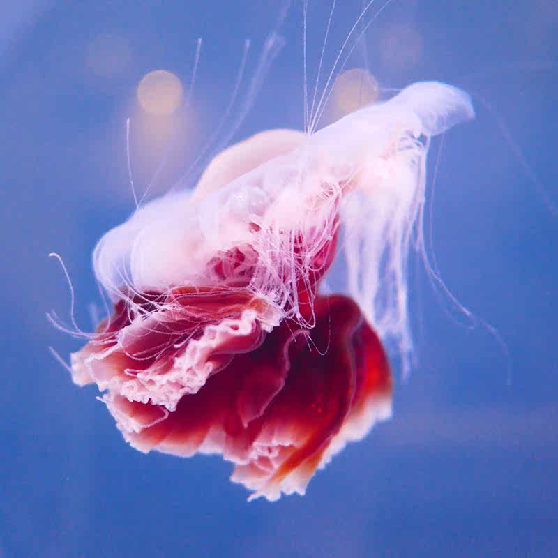 红狮鬃水母氰水母活体大水母透明飘逸物活体海洋馆水母展宠示水