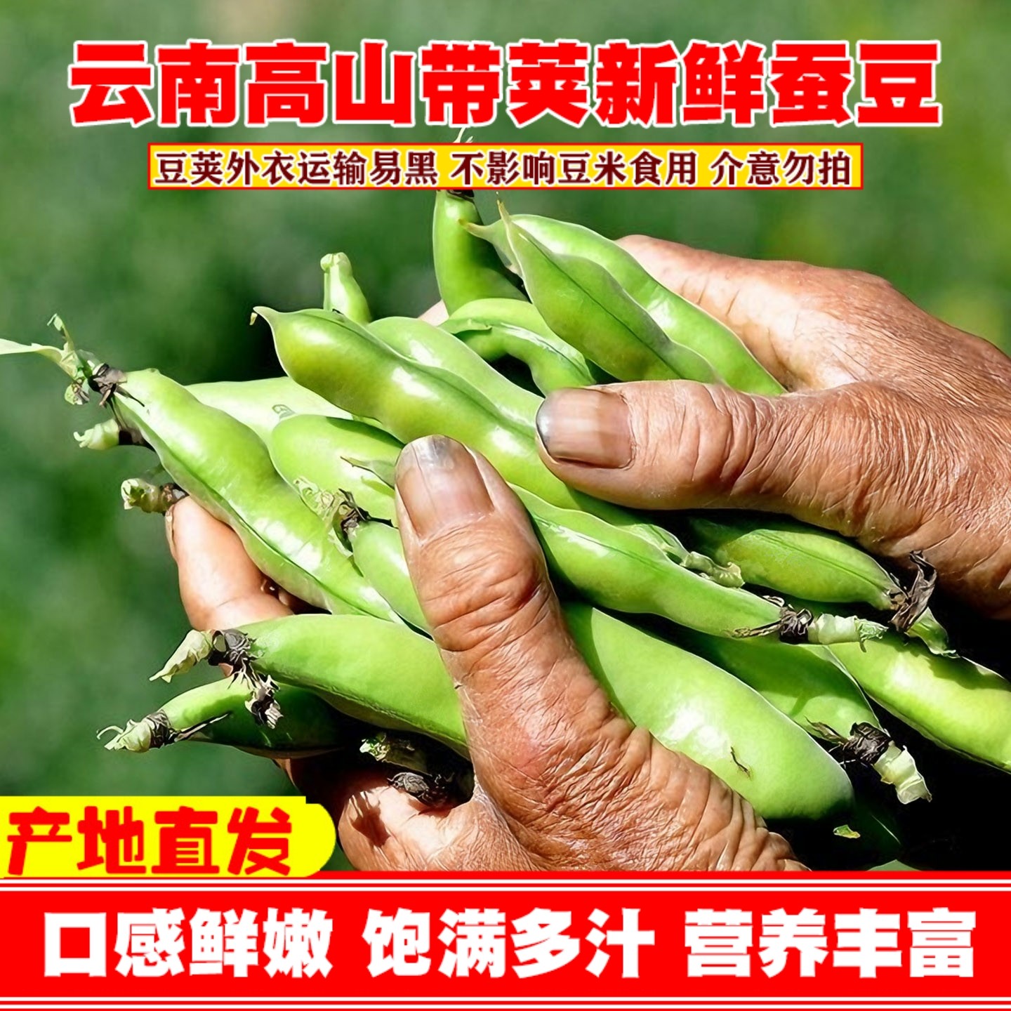 新鲜蚕豆云南高山农家带壳生本地罗汉兰花胡豆青豆荚蔬菜5斤整箱,水产肉类/新鲜蔬果/熟食,新鲜豆类,淘宝优惠券,粉丝福利购,淘宝优惠卷