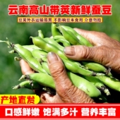 新鲜蚕豆云南高山农家带壳生本地罗汉兰花胡豆青豆荚蔬菜5斤整箱