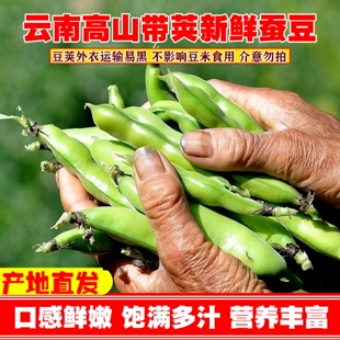 新鲜蚕豆云南高山农家带壳生本地罗汉兰花胡豆青豆荚蔬菜5斤整箱
