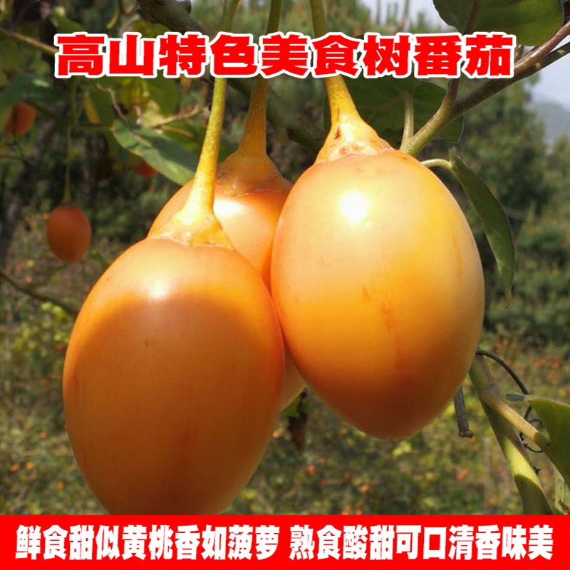 云南特色美食洋酸茄大树番茄