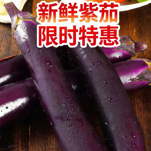 云南高山露天种植紫茄子
