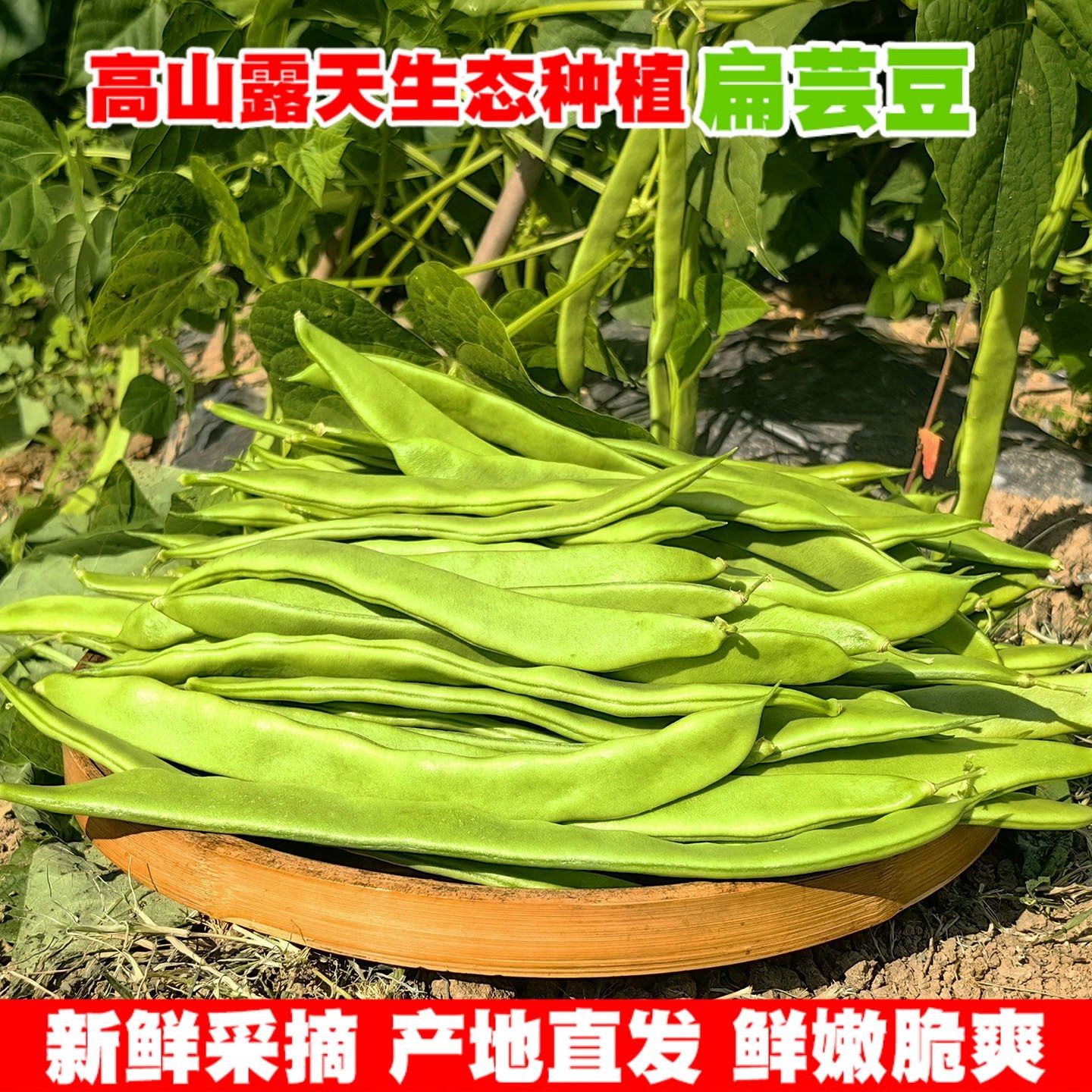 云南高山扁豆新鲜现摘长四季豆角农家蔬菜芸豆菜豆当季蔬菜无筋豆,水产肉类/新鲜蔬果/熟食,新鲜豆类,淘宝优惠券,粉丝福利购,淘宝优惠卷